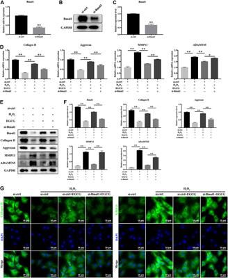 (-)-Epigallocatechin-3-gallate Ameliorates Intervertebral Disc Degeneration Through Reprogramming of the Circadian Clock